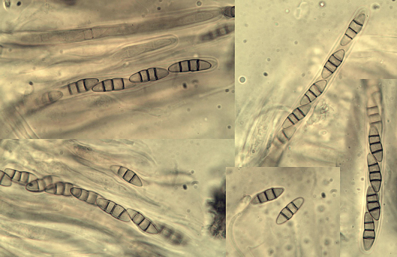 Melanomma pulvis-pyrius